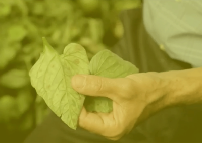 Climate Smart Farming Story: Poughkeepsie Farm Project (2014)
